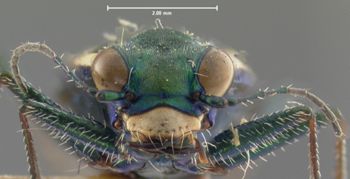 Media type: image;   Entomology 23553 Aspect: head frontal view